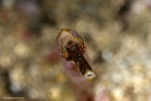 "It's just a Dream!" Longsnout Pipefish f/16 1/160 ISO 12... by Debi Henshaw 
